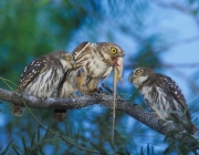 Ferruginous Pygmy-Owl, Glaucidium brasilianum