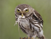 Ferruginous Pygmy-Owl, Glaucidium brasilianum