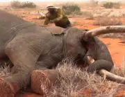 Caça de Elefantes 1