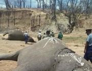 Caça de Elefantes 2