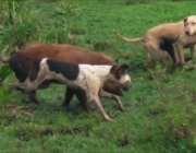 Caça de Javali com Cachorro 1