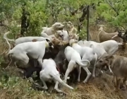 Caça de Javali com Cachorro 4