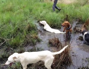 Caça de Javali com Cachorro 6