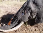 Caça Esportiva de Elefantes 6