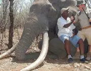Caçadores de Elefante 1