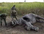 Caçadores de Elefante 5