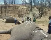 Caçadores de Elefante 6