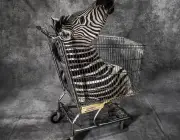Caçadores de Peles de Zebra 3