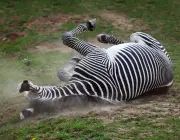 Caçadores de Peles de Zebra 4