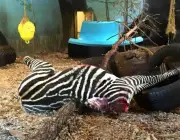 Caçadores de Peles de Zebra 5