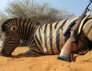Caçadores de Zebras-de-Grant 1