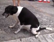 Cachorros com Dores nas Patas Traseiras 6