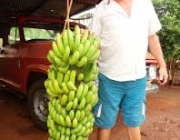 Cachos de Banana Caturra 2