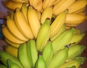 Cachos de Banana Caturra 3