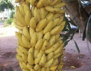 Cachos de Banana Caturra 4