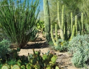 Various cacti in the Desert Botanical Gardens in Phoenix, Arizona, USA