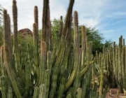 Cactos em Phoenix 3