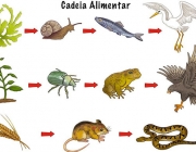 Cadeia Alimentar 3