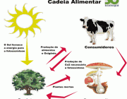 Cadeia Alimentar 4