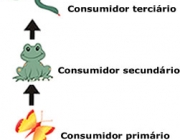 Cadeia Alimentar 4