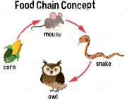 Food Chain concept diagram illustration