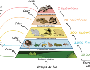 Cadeia Alimentar 6