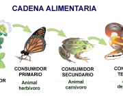 Cadeia Alimentar 4