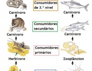 Cadeia Alimentar 5