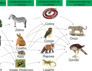 Cadeia Alimentar Terrestre 1