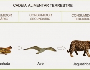 Cadeia Alimentar Terrestre 3