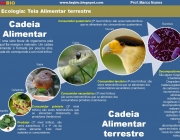 Cadeia Alimentar Terrestre 4