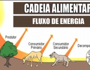 Cadeia Alimentar 3