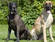 Cães Grandes 3