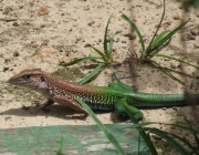 Calango de Cauda Verde 3