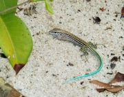 Calango de Cauda Verde 5
