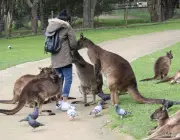 Canguru ao Lado de Pessoas na Austrália 1