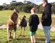 Canguru ao Lado de Pessoas na Austrália 2