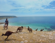 Canguru ao Lado de Pessoas na Austrália 5