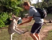 Canguru ao Lado de Pessoas na Austrália 6