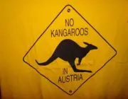 Canguru - Símbolo da Austrália 2