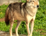 Canis Lupus Pallipes 1