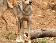 Canis Lupus Pallipes 5