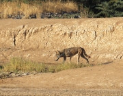 Canis Lupus Pallipes