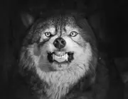 Wolf Canis lupus snarling Minnesota N America winter