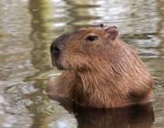 Capivara 1