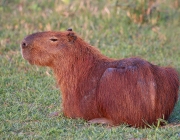 Capivara 2