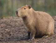 Capivara 3