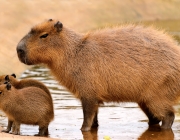 Capivara 4