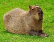 Capivara 5