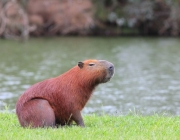 Capivara 6